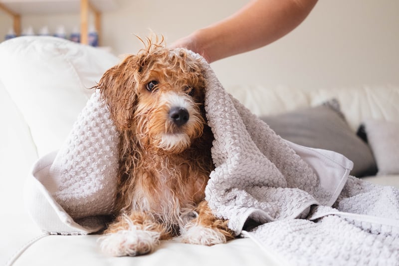 Dog being bathed